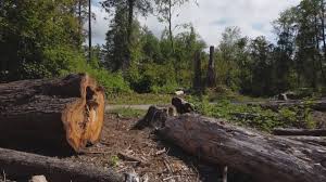 Reliable New Baltimore, VA Tree Care Solutions